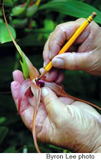 Chang cross-pollinates his Bulbophyllum Ecinlabium