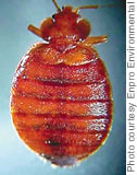 A bed bug