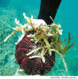 This ‘collector urchin’ actually feeds on alien seaweed species