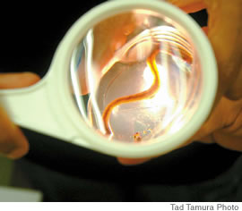 Elementary school teachers examine one of the five hearts of a worm under a magnifying glass and pen light during an afternoon session