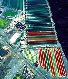 Nutrex Hawaii algae aquaculture farm in Kona