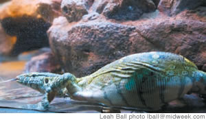 A lizard slides against the glass at the zoo's Reptile House