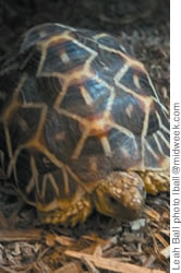 A Star Tortoise