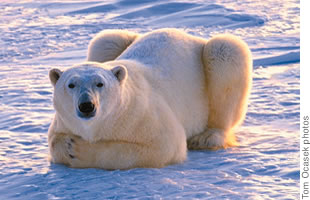 This bear, in an unusual pose, appears to be praying