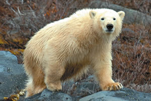 With diminishing ice caps, bears are spending more time on land