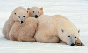 A mother bear with two cubs cuddle up - so cute, but so ready to bite your head off