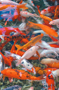 Colorful koi and the occasional ulua