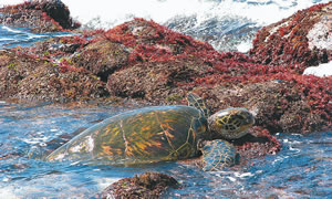 Honey Girl the honu crawls onto the beach at Laniakea