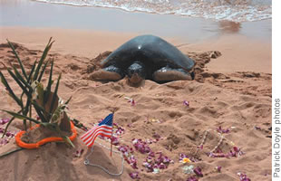 The male honu Kuhina pays last respects to Honey Girl